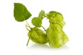 Golden hops on white Royalty Free Stock Photo