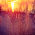 Golden Horizon: Baltic Sea Beach Basking in Sunset\'s Glow.