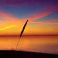 Golden Horizon: Baltic Sea Beach Basking in Sunset\'s Glow.