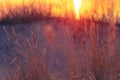 Golden Horizon: Baltic Sea Beach Basking in Sunset\'s Glow.