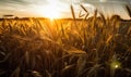 A Golden Horizon: Sunsets Over a Serene Wheat Field Royalty Free Stock Photo