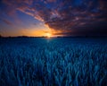 Golden Horizons: Majestic Summer Sunrise over Countryside Wheat Field