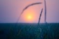 Golden Horizons: Majestic Summer Sunrise over Countryside Wheat Field