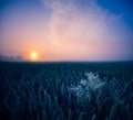 Golden Horizons: Majestic Summer Sunrise over Countryside Wheat Field