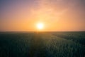 Golden Horizons: Majestic Summer Sunrise over Countryside Wheat Field