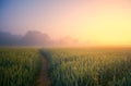 Golden Horizons: Majestic Summer Sunrise over Countryside Wheat Field