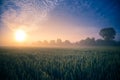 Golden Horizons: Majestic Summer Sunrise over Countryside Wheat Field