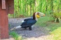 golden hornbill with a yellow neck
