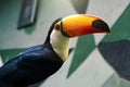 Golden-horned toucan sits on a branch in a bird park Royalty Free Stock Photo