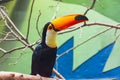 Golden horned toucan sits on a branch in a bird park Royalty Free Stock Photo