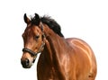 Golden horse Royalty Free Stock Photo