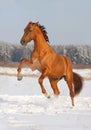 Golden horse rearing on winter field