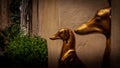 Golden Hounds stand to attention in doorway in Siena