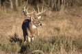 Golden hour for big buck Royalty Free Stock Photo