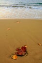 Golden Hour - Caribbean autumn Royalty Free Stock Photo