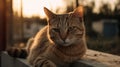 Golden Hour Cat - Front And Side View