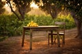 Golden Hour in Citrus Orchard with Oranges on Table Royalty Free Stock Photo