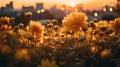 Golden Hour: Cityscape In A Meadow Of Yellow Dahlia Flowers