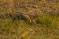 Wary Golden Jackal with Kill