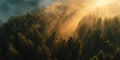 Golden Hour Forest A Misty Sunrise Royalty Free Stock Photo