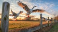 Golden Hour Geese Flight over Rustic Fence in Rural Landscape Royalty Free Stock Photo