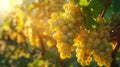 Golden Hour Glow Over Lush Vineyard Offering Bountiful Harvest of Ripe Grapes Royalty Free Stock Photo