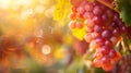 Golden Hour Glow Over Lush Vineyard Offering Bountiful Harvest of Ripe Grapes Royalty Free Stock Photo