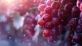 Golden Hour Glow Over Lush Vineyard Offering Bountiful Harvest of Ripe Grapes Royalty Free Stock Photo