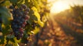 Golden Hour Glow Over Lush Vineyard Offering Bountiful Harvest of Ripe Grapes Royalty Free Stock Photo