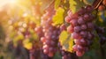 Golden Hour Glow Over Lush Vineyard Offering Bountiful Harvest of Ripe Grapes Royalty Free Stock Photo