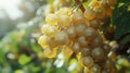 Golden Hour Glow Over Lush Vineyard Offering Bountiful Harvest of Ripe Grapes Royalty Free Stock Photo