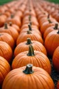 Golden hour glow on a pumpkin patch Rows of plump pumpkins basking in the warm, diffused light of sunset. Royalty Free Stock Photo