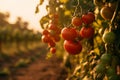 golden hour glow on ripe tomatoes, farm serenity captured, Generative AI