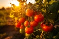 golden hour glow on ripe tomatoes, farm serenity captured, Generative AI