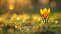 Golden Hour Glow on a Single Crocus Flower