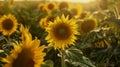 Golden Hour Glow on a Vibrant Sunflower Field Royalty Free Stock Photo