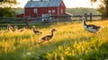 Golden Hour Goslings Follow Mother Through Meadow with Red Barn and Windmill