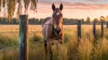 Golden Hour Grazing: Majestic Horse in Tall Grass Field with Wooden Fence and Treeline Background Royalty Free Stock Photo