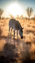 Golden Hour Grazing: Zebras in the Vast Savannah