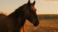 Golden Hour Horse: National Geographic\'s Stunning Shot On Agfa Vista