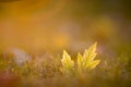 Golden hour leaf grass fall Royalty Free Stock Photo