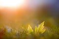 Golden hour leaf grass fall Royalty Free Stock Photo