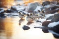 golden hour light on ducks, icy pond setting Royalty Free Stock Photo