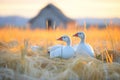 golden hour light on geese with nest in open field