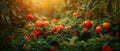 The golden hour light softens, highlighting the rich reds of tomatoes amidst the garden greens.