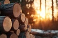 Golden Hour Lumber Royalty Free Stock Photo