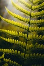 Golden Hour Macro Backlit Fern with Light Rays in Background Royalty Free Stock Photo