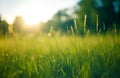 Golden Hour Meadow Royalty Free Stock Photo