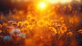 Golden Hour Meadow: Soft-Focus Landscape of Yellow Flowers & Grass in Tranquil Sunset/Sunrise Time with Blurred Forest Royalty Free Stock Photo