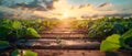 Golden Hour Over a Flourishing Soybean Field. Concept AGRICULTURE, SOYBEAN, GOLDEN HOUR,